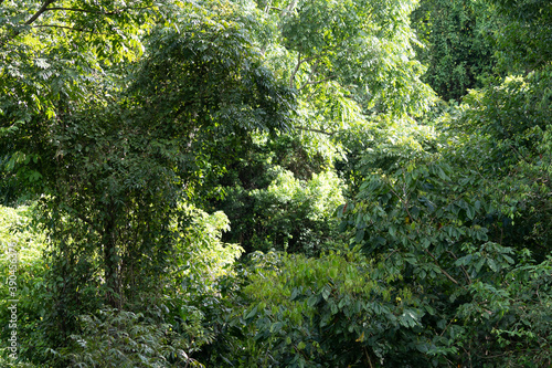 Beautiful aerial view of the green Rain Forest trees in costa Rica