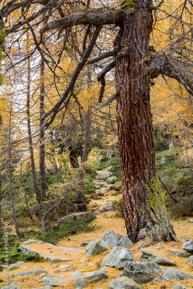 Stony hiking path with yellow fallen needles from larch tree in fall season Stony hiking path with yellow fallen needles from larch tree in fall season