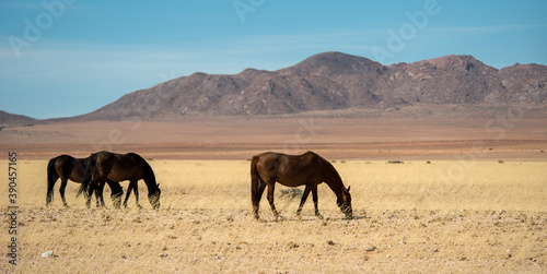 Wild horses  Namibia