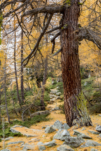 Stony hiking path with yellow fallen needles from larch tree in fall season