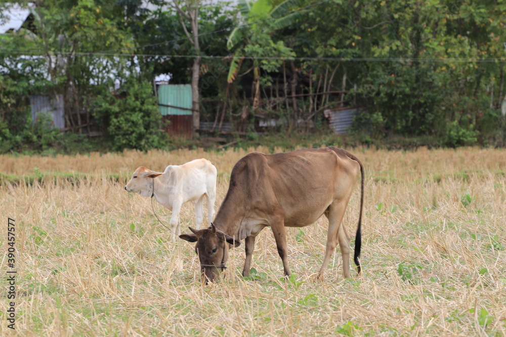 Fototapeta premium cattles eating grass