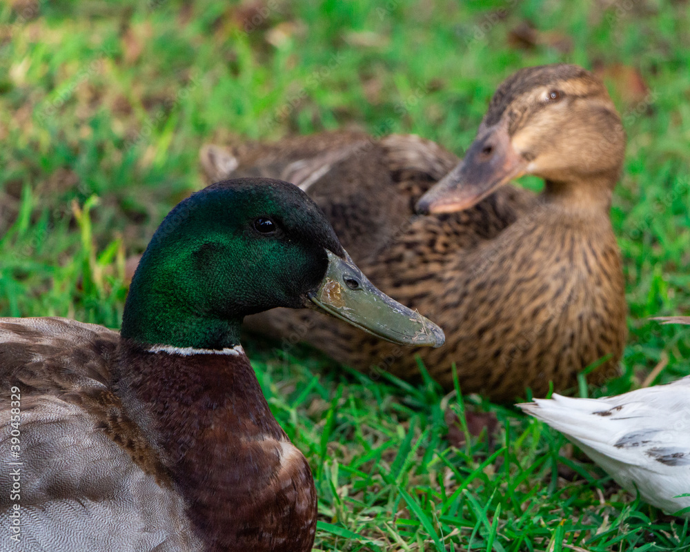 Flock of ducks spending a quiet afternoon in the countryside. Flock of ducks spending a quiet afternoon in the countryside.