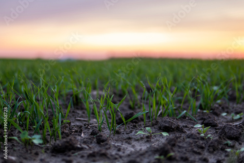 Close up young wheat seedlings growing in a field. Green wheat growing in soil. Close up on sprouting rye agriculture on a field in sunset. Sprouts of rye. Wheat grows in chernozem planted in autumn.