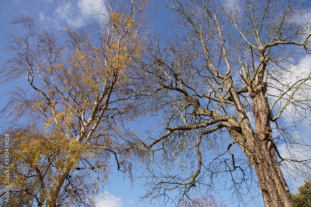 An almost leafless, high birch (Betula) with some yellow autumn leaves and a horse chestnut tree (Aesculus) in autumn in a Dutch garden. Netherlands, November An almost leafless, high birch (Betula) with some yellow autumn leaves and a horse chestnut tree (Aesculus) in autumn in a Dutch garden. Netherlands, November