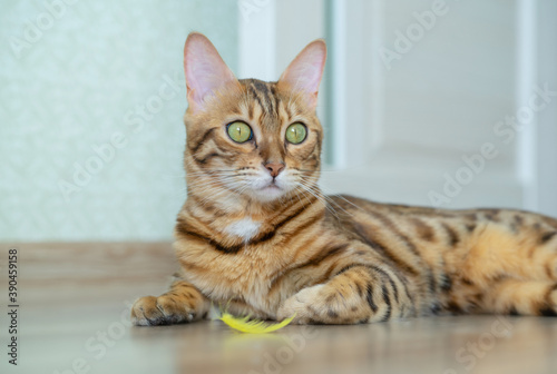 A domestic cat plays with a yellow feather in the room.