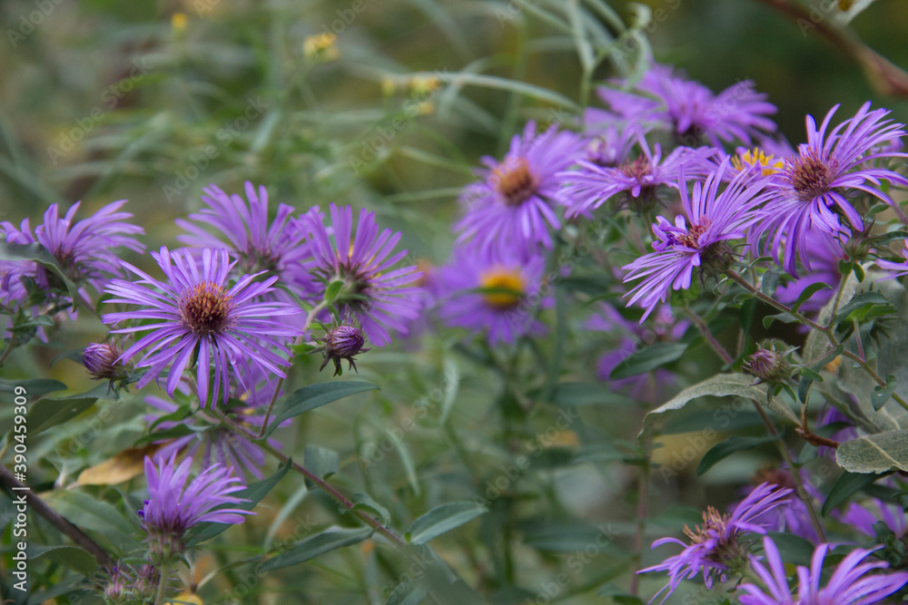 Obraz premium New England Aster