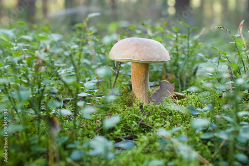 edible mushroom in the forest, wild mushroom in green moss and green berry bushes, beautiful bokeh from the backside