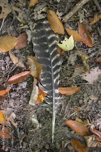 Forest Floor Feather
