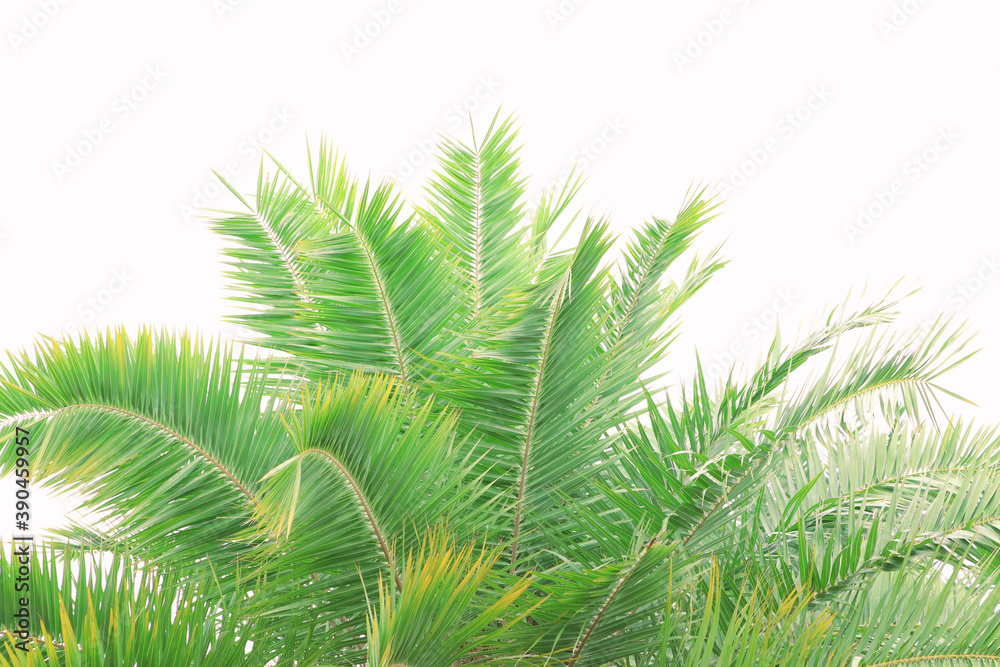 Coconut tree isolated from white background Coconut tree isolated from white background
