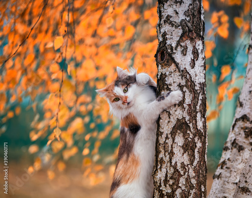 squirrel in the forest