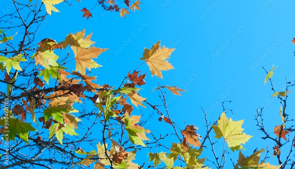 Colorful maple leaves on a blue sky background. Autumn fairy tale. Abstract composition. Colorful maple leaves on a blue sky background. Autumn fairy tale. Abstract composition.