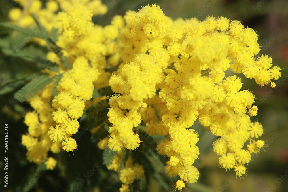 Mimosa en fleur Mimosa en fleur