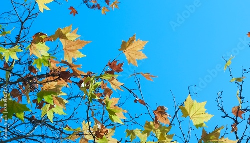 Colorful maple leaves on a blue sky background. Autumn fairy tale. Abstract composition.
