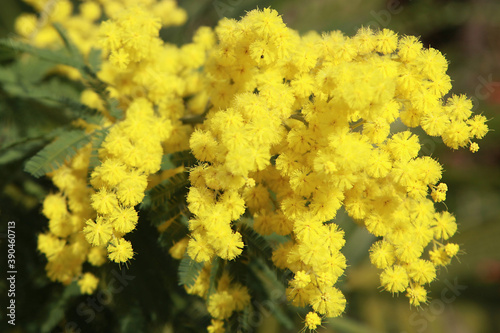 Mimosa en fleur