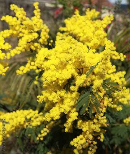 Mimosa en fleur