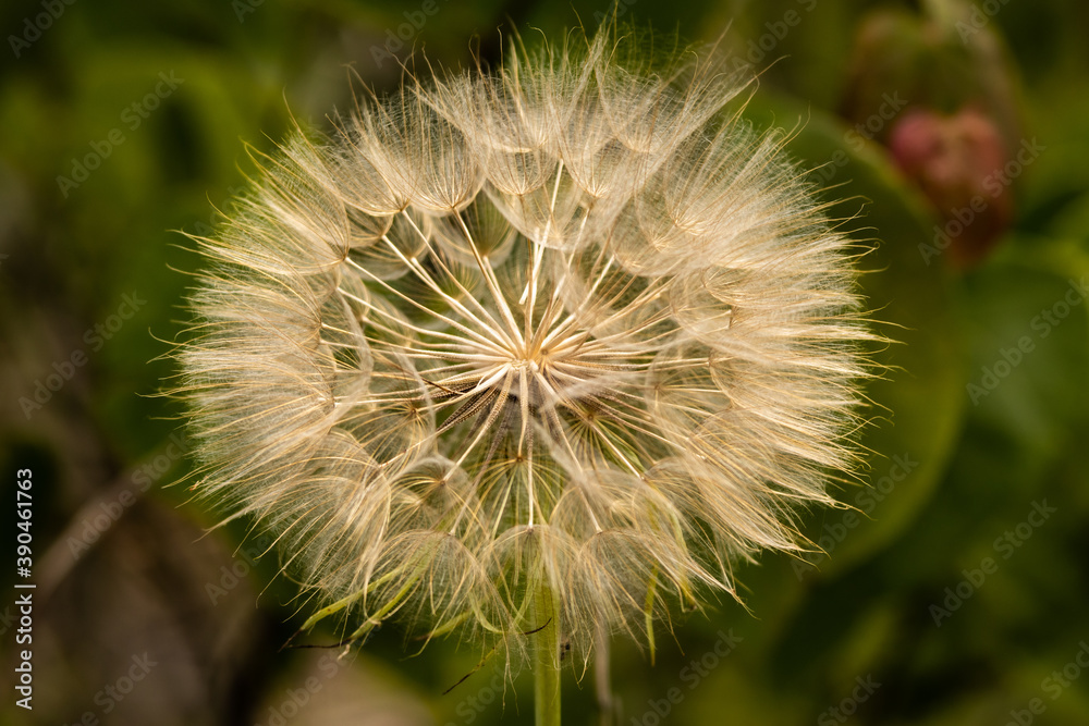 Fototapeta premium western goatsbeard