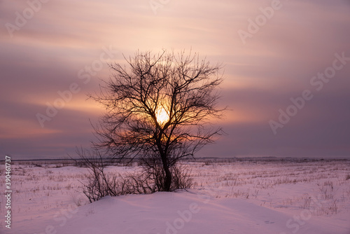 A lonely field in a snow-covered field in winter at sunset. © Liliya