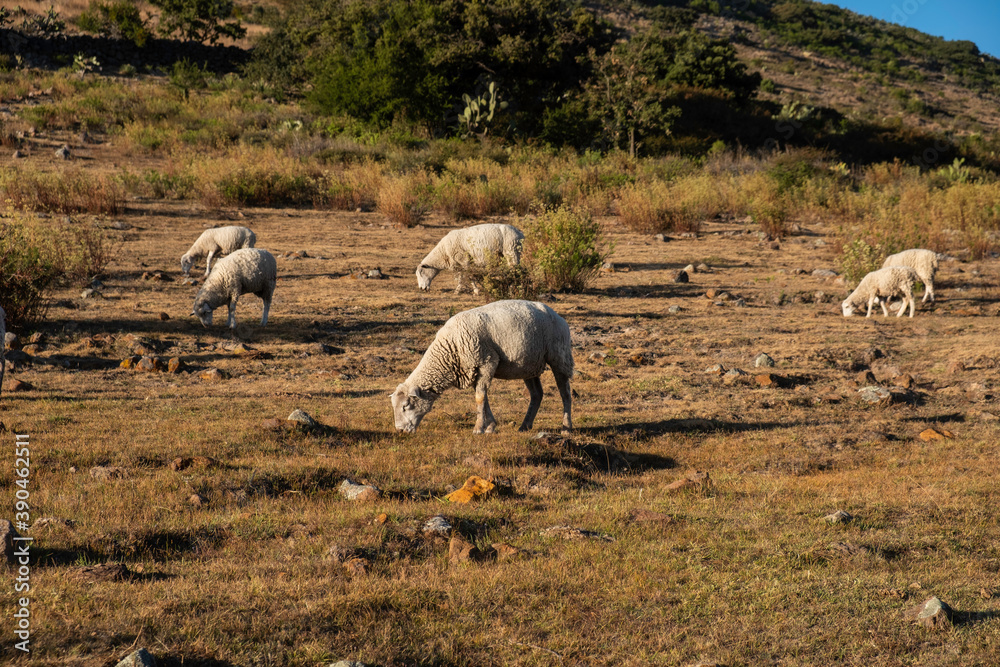 Fototapeta premium Sheep grazing outdoors