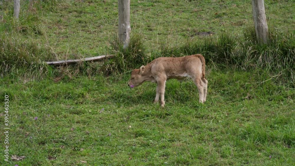 Newborn brown calf begins to discover everything that surrounds it, stops to smell a flower Newborn brown calf begins to discover everything that surrounds it, stops to smell a flower