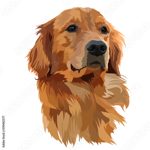 Fotografiet Golden Labrador Retriever Head vector Illustration