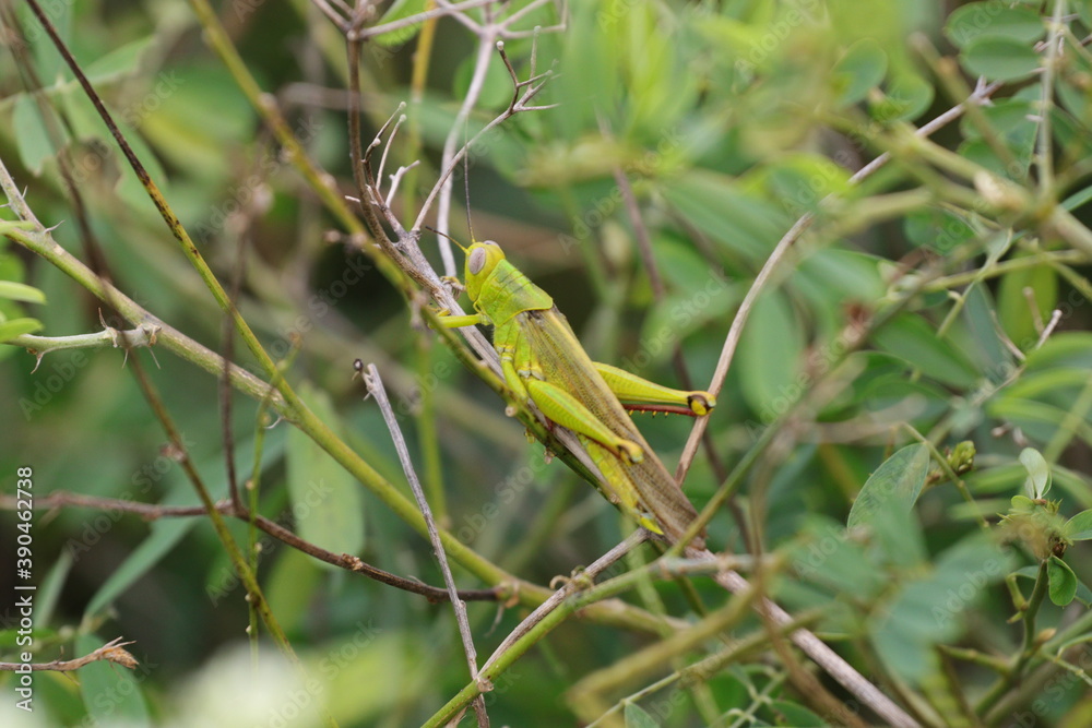 grasshoppers are on the leaves in the afternoon