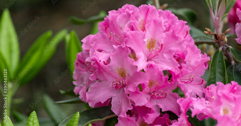 Azaleas tropical flower. Azaleas tropical flower.