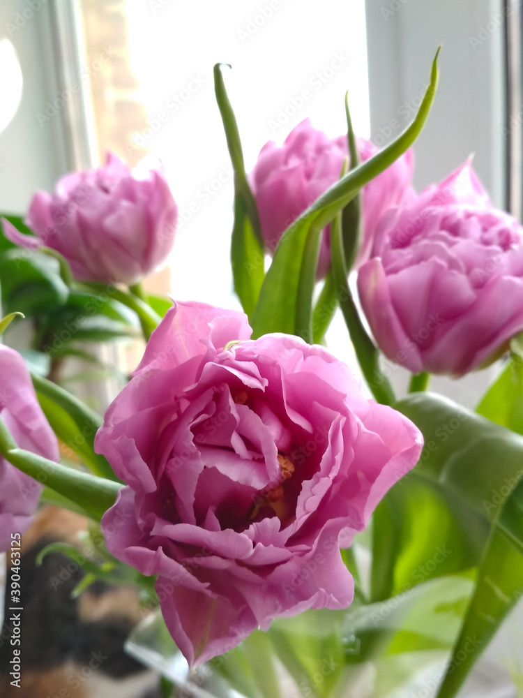 Naklejka premium bouquet of tulips 