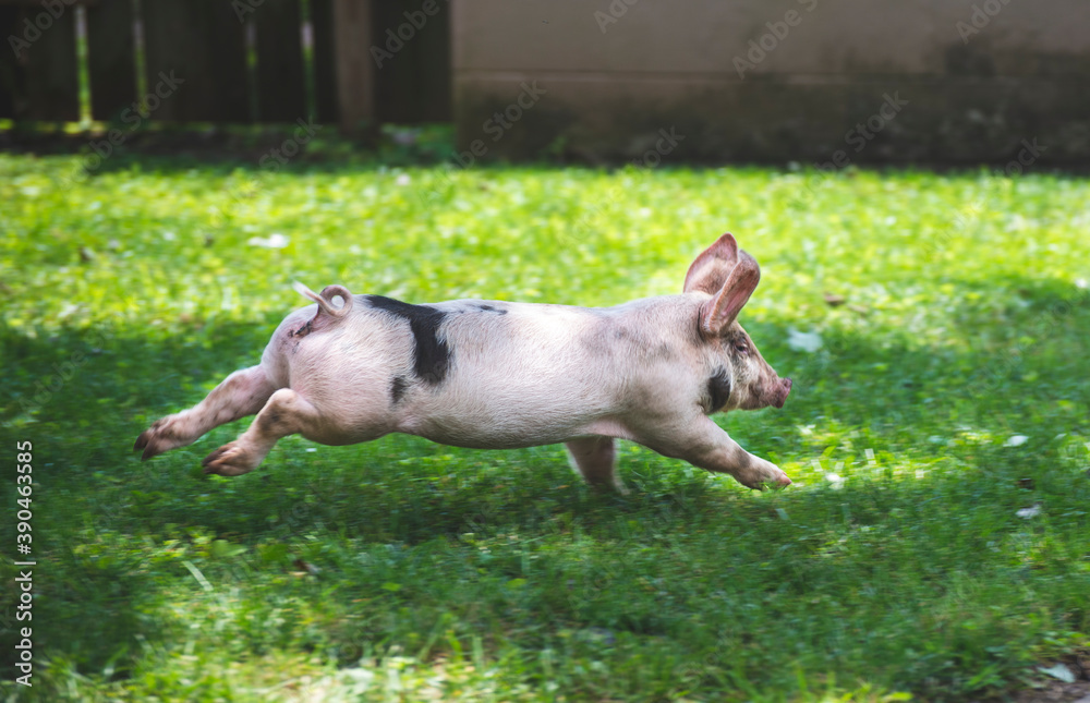 Fototapeta premium pig