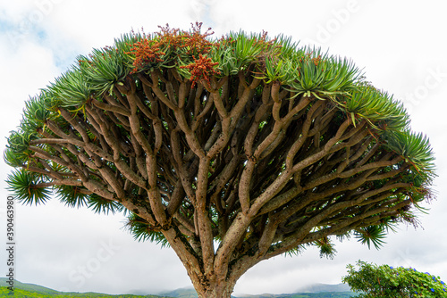 Azores, beautiful Dragon Tree, 
Dracaena Draco 
 photo