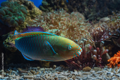 Marine fishes with beautiful colors