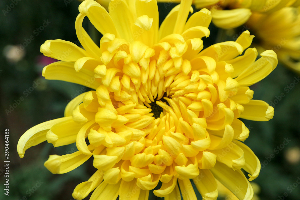 big yellow chrysanthemum flower in the garden close up big yellow chrysanthemum flower in the garden close up