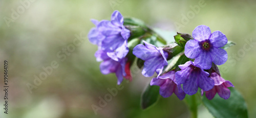 Single inflorescence of a wild pulmonaria with flowers in pink-blue-purple colors.