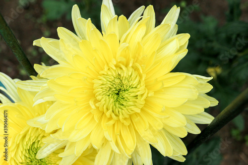 big yellow chrysanthemum flower in the garden close up