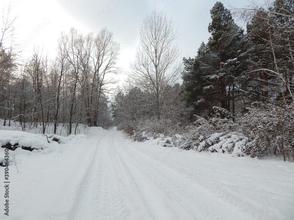 road in winter forest road in winter forest