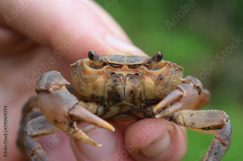 Italian freshwater crab (Potamon fluviatile) held in hand photo