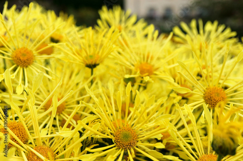 bright yellow needle chrysanthemum close up flower background