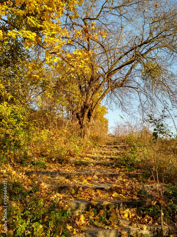 Fototapeta premium autumn in the forest