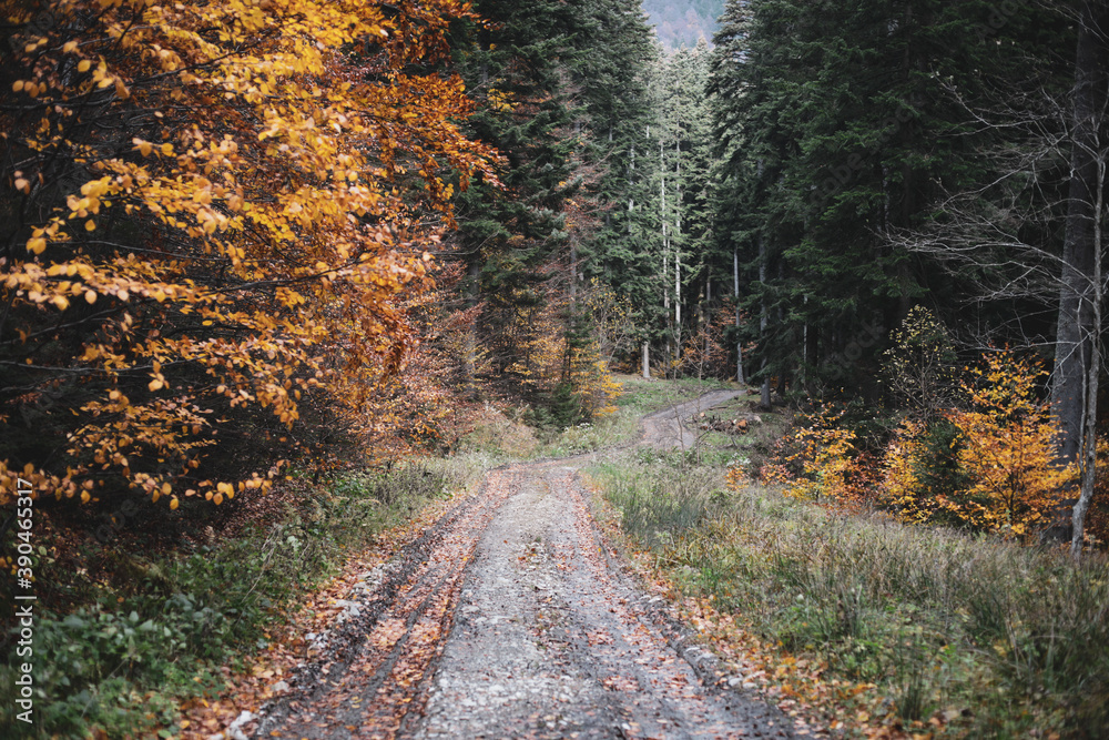 Fototapeta premium Dirt road in a forest in Romania during a rainy and cold November day.