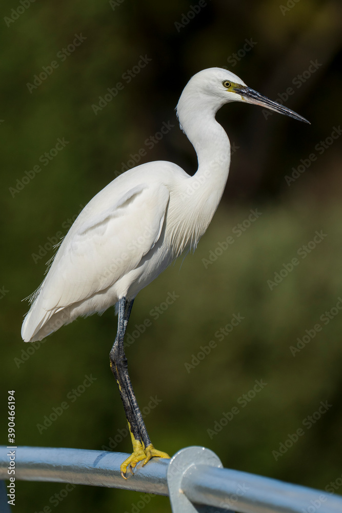 Little Egret Egretta garzetta Costa Ballena Cadiz Little Egret Egretta garzetta Costa Ballena Cadiz