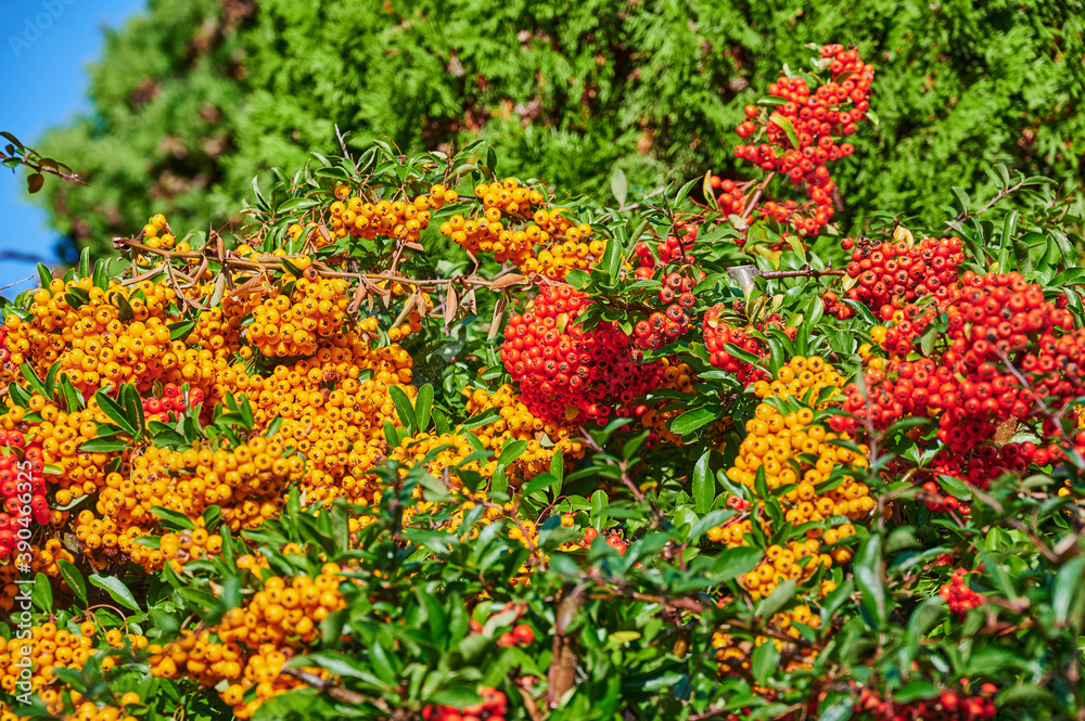 Macro shot of a rowan shrub (sorbus aucuparia) with ripe orange rowan berries in sunlight. Macro shot of a rowan shrub (sorbus aucuparia) with ripe orange rowan berries in sunlight.