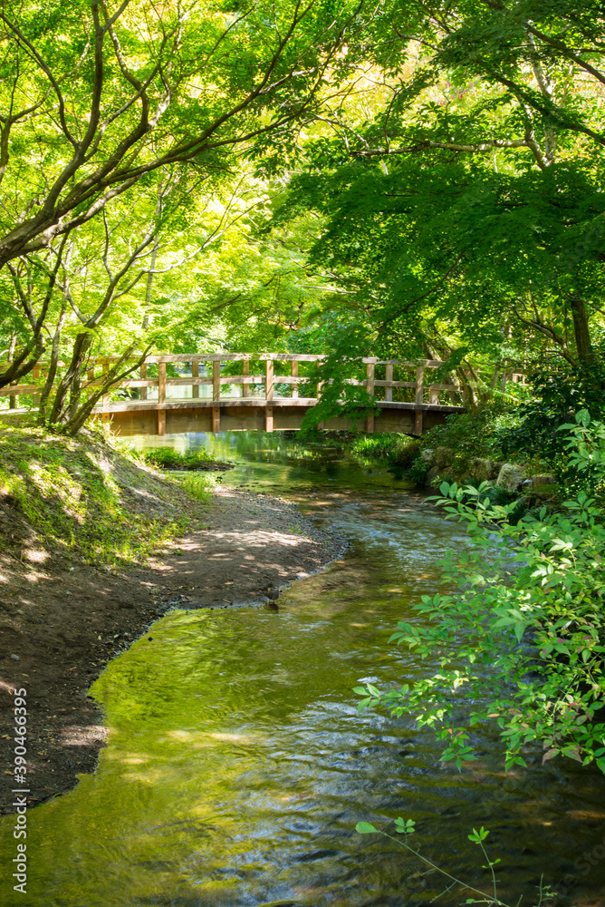 湯布院の緑 湯布院の緑