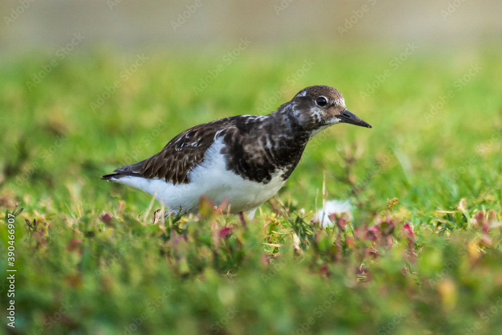 Obraz premium Ruddy Turnstone Arenaria interpres Costa Ballena Cadiz