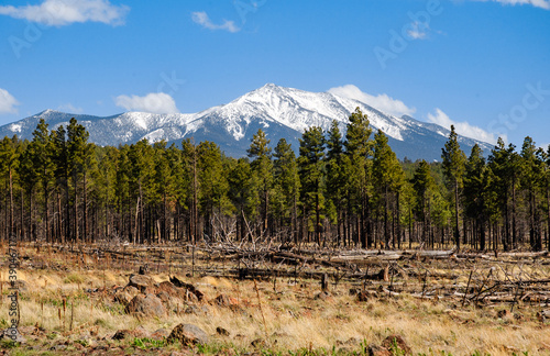 Forest with The San Francisco Peaks in Coconino National Forest photo