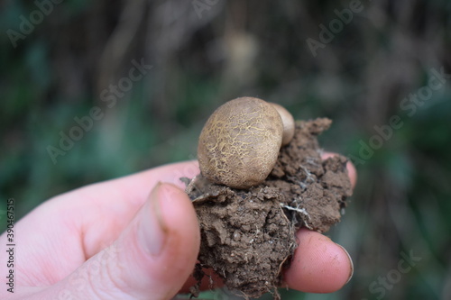 Scleroderma citrinum, commonly known as the common earthball, pigskin poison puffball or common earth ball photo