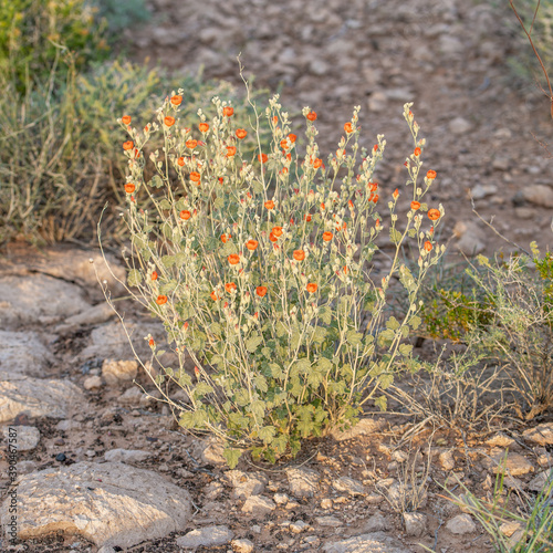 Desert Globe mallow (Sphaeralcea ambigua) is a common desert perennial wildflower with salmon orange flowers photo