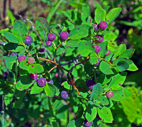 National Forests.  St. Joe National Forest, Idaho. Huckleberries.
