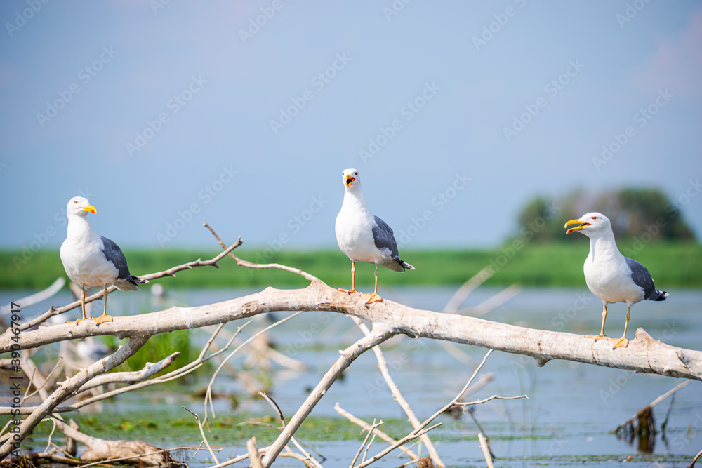 Landscapăe in Danube Delta Landscapăe in Danube Delta