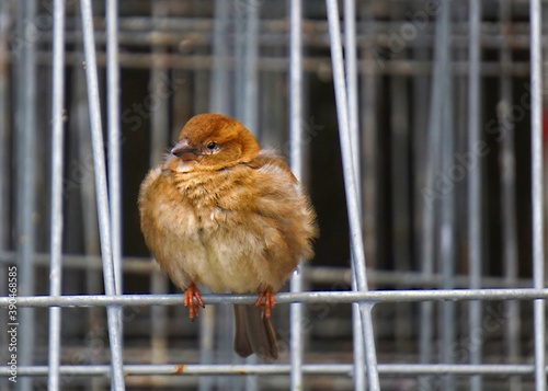 bird in cage © Wilfried