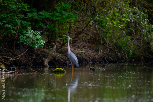 Landscape in Danube Delta  Romania