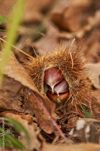 castañas de otoño en su funda de pinchos